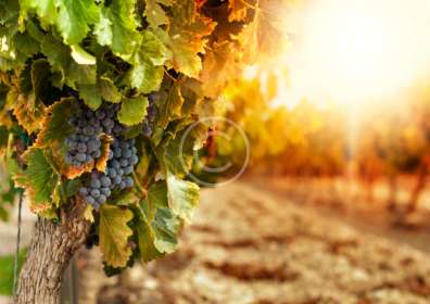 Winemaking – Art, Science, Magic or Technology?